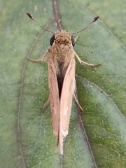 Borbo cinnara