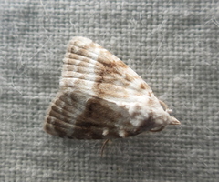 Meganola albula