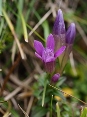 Gentianella germanica
