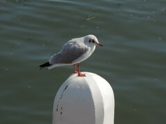 Chroicocephalus ridibundus