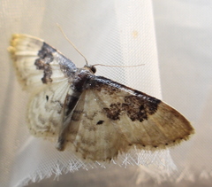 Idaea rusticata