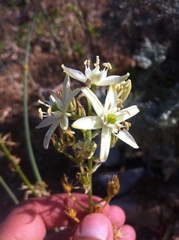 Ornithogalum visianicum