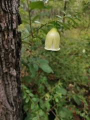 Blinkworthia lycioides