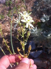 Ornithogalum visianicum