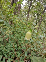 Blinkworthia lycioides