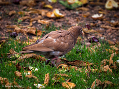 Columba livia domestica