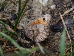 Erebia pronoe