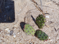 Opuntia macrarthra