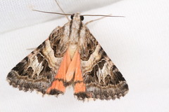 Drasteria mirifica