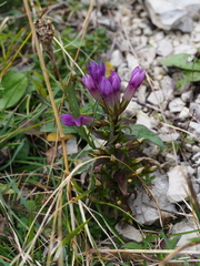 Gentianella germanica