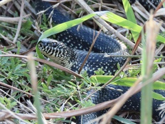 Lampropeltis nigra