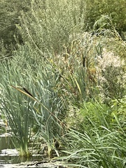 Typha latifolia