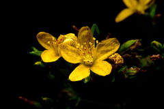 Hypericum pseudomaculatum