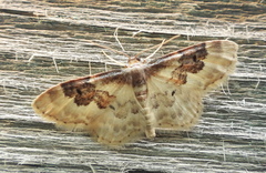 Idaea rusticata