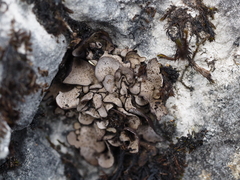 Dermatocarpon miniatum