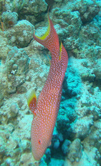 Variola louti