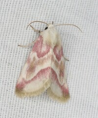 Schinia regina