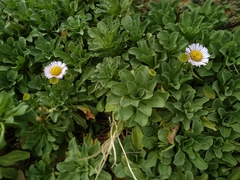 Erigeron glaucus