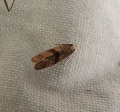 Cochylidia implicitana