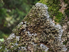 Peltigera praetextata