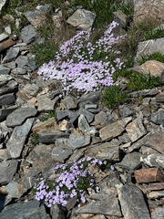 Phlox diffusa