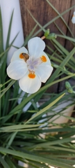 Dietes