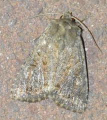 Apterogenum ypsillon