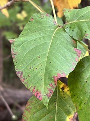 Toxicodendron radicans