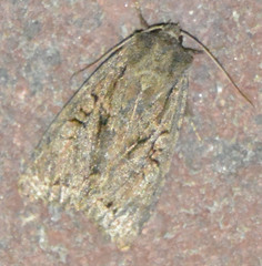 Apterogenum ypsillon