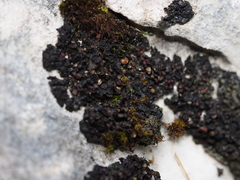 Enchylium polycarpon