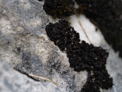 Enchylium polycarpon