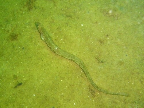 Serpent blenny (Lumpenus lampretaeformis) — Stichaeidae — 3