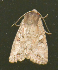 Apterogenum ypsillon