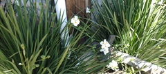Dietes
