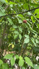 Euonymus atropurpureus