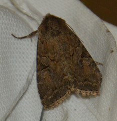 Apterogenum ypsillon