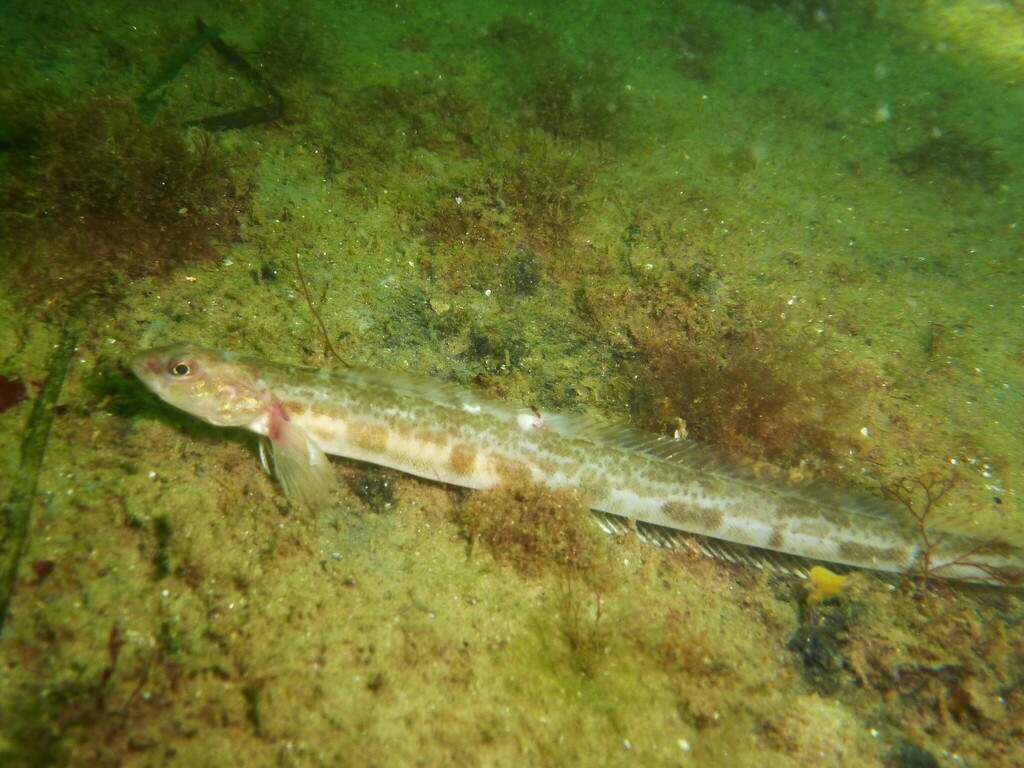 Snake Blenny