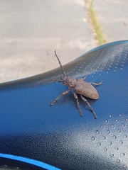 Lamia textor