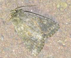 Apterogenum ypsillon