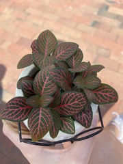 Fittonia