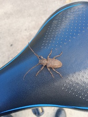 Lamia textor