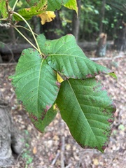 Toxicodendron radicans
