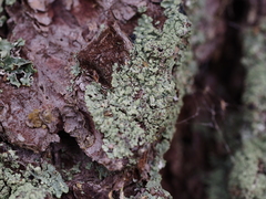 Hypogymnia farinacea