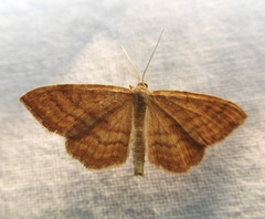 Idaea