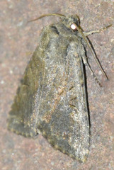 Apterogenum ypsillon