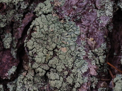 Hypogymnia farinacea