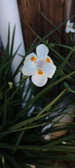 Dietes