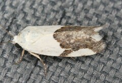 Ponometia cuta