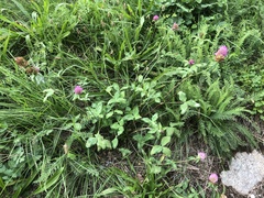 Trifolium pratense