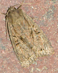 Apterogenum ypsillon